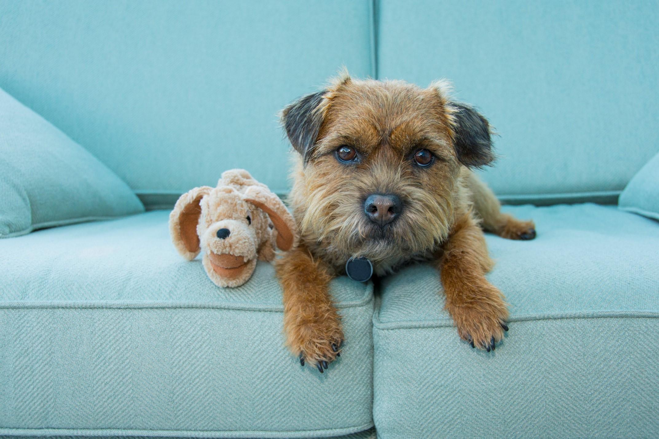 Dog Toy 1