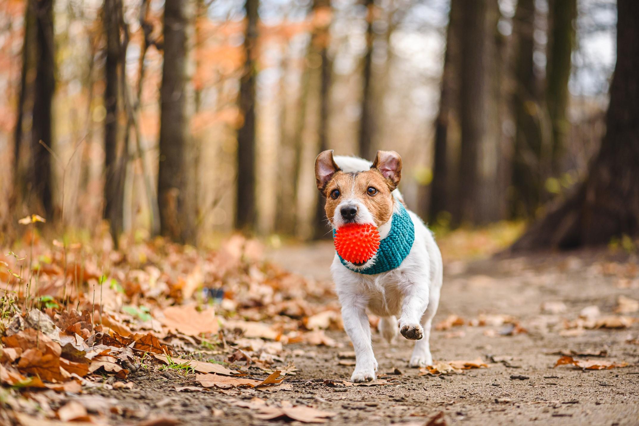 Dog toy 2
