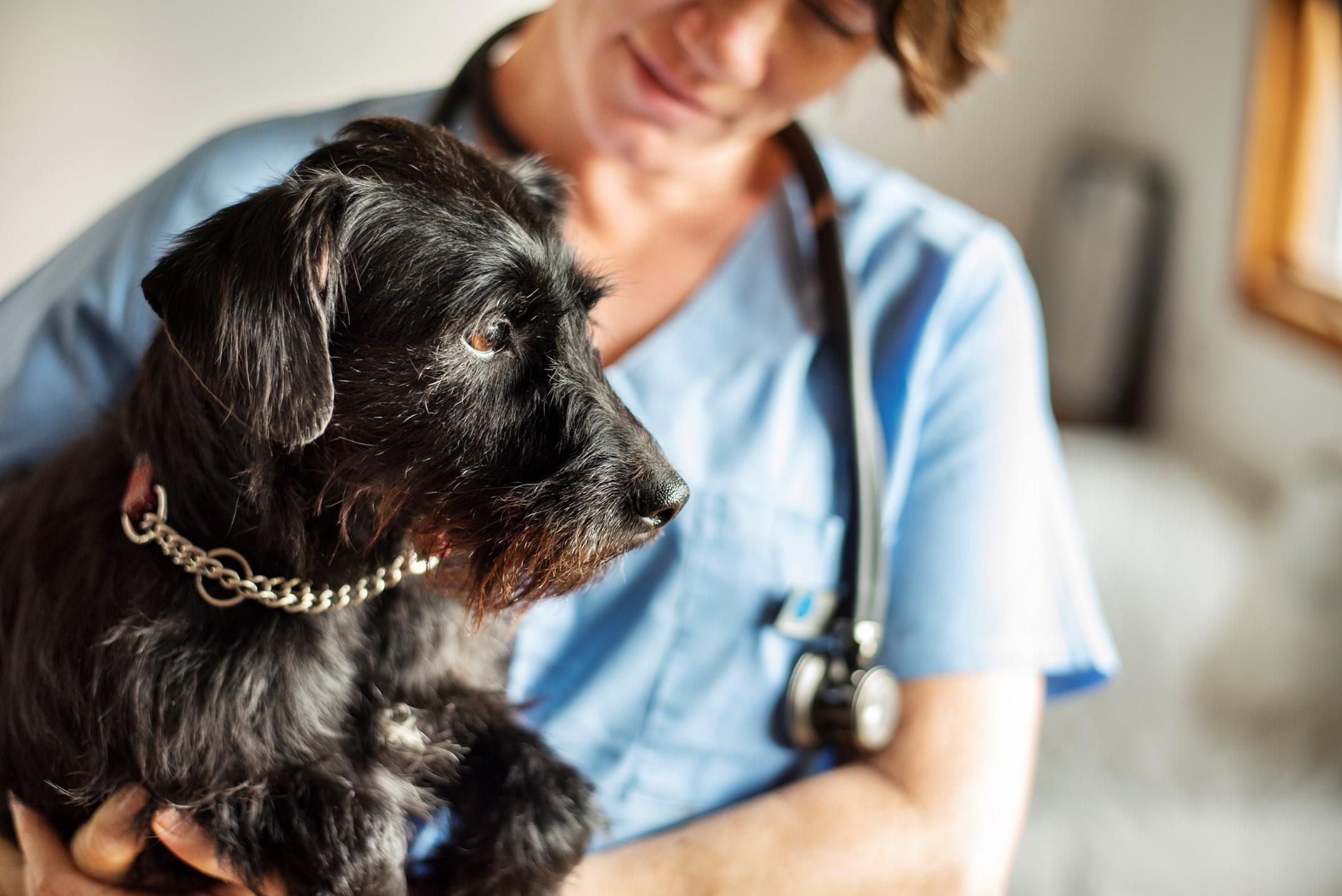 Vet help