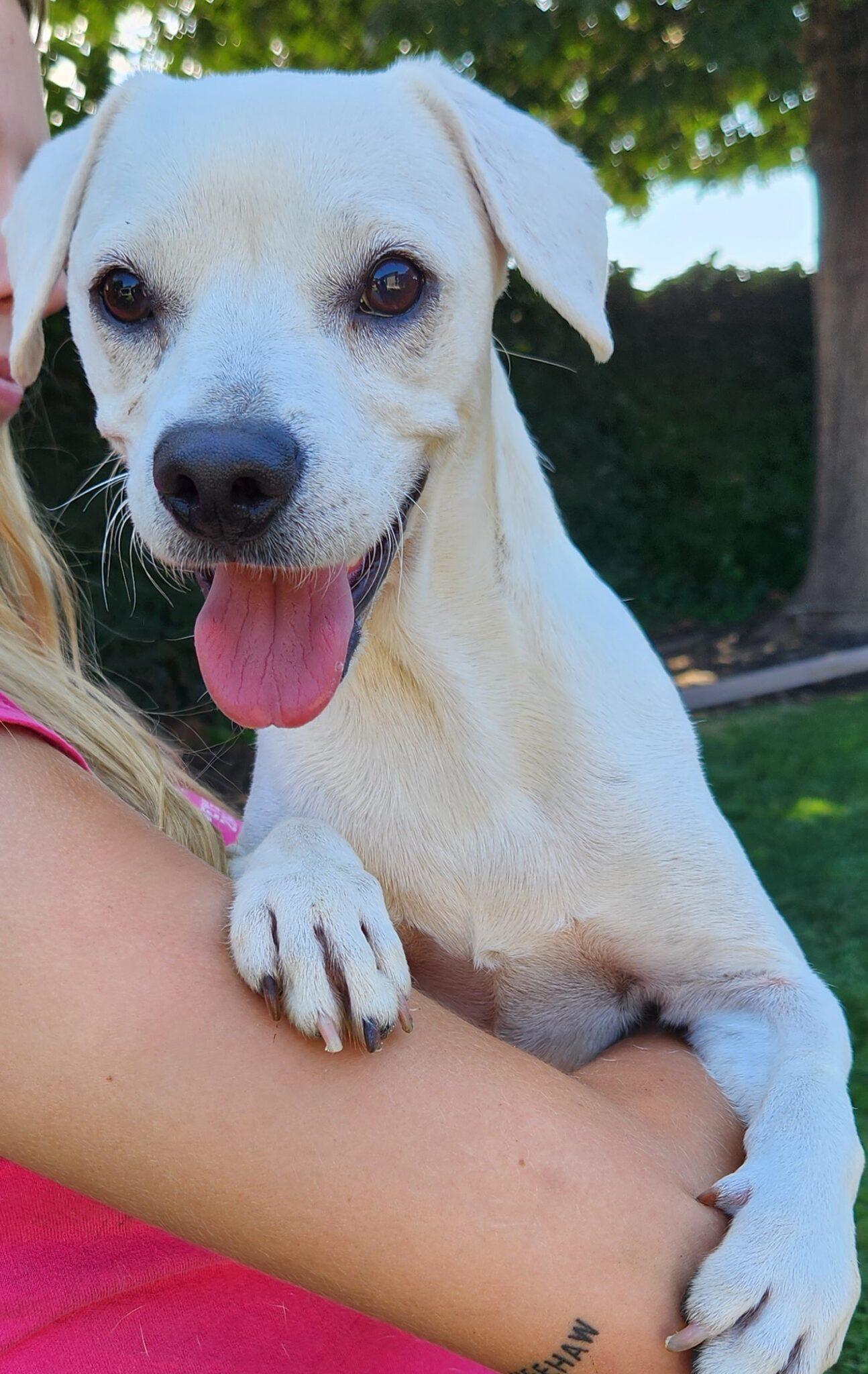 Donate Pets and Pals Animal Shelter