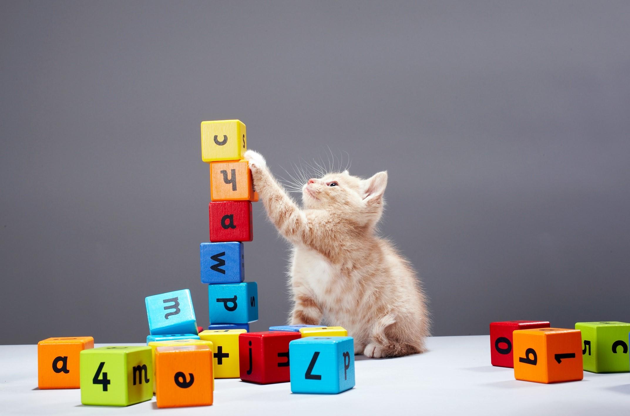 cat toy 2