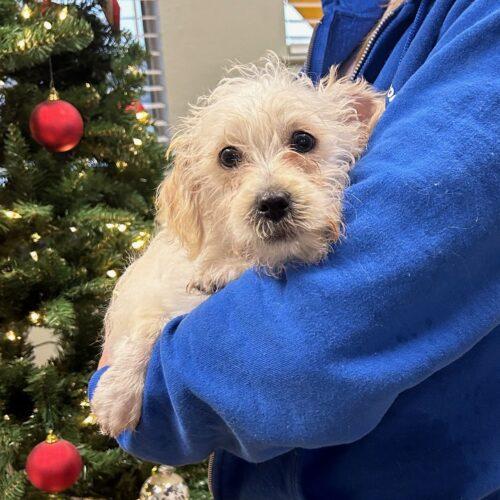 Pets and Pals Animal Shelter