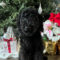 Buddy