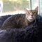 Tabitha