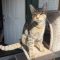 Tabitha