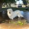 Samson