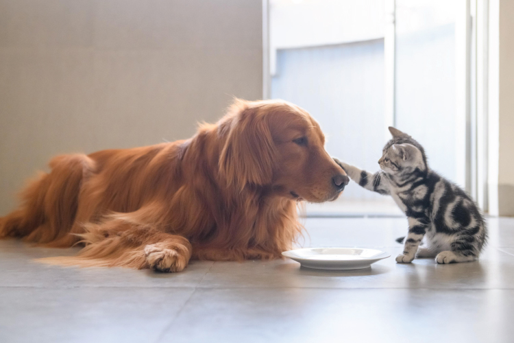 dog-cat-1