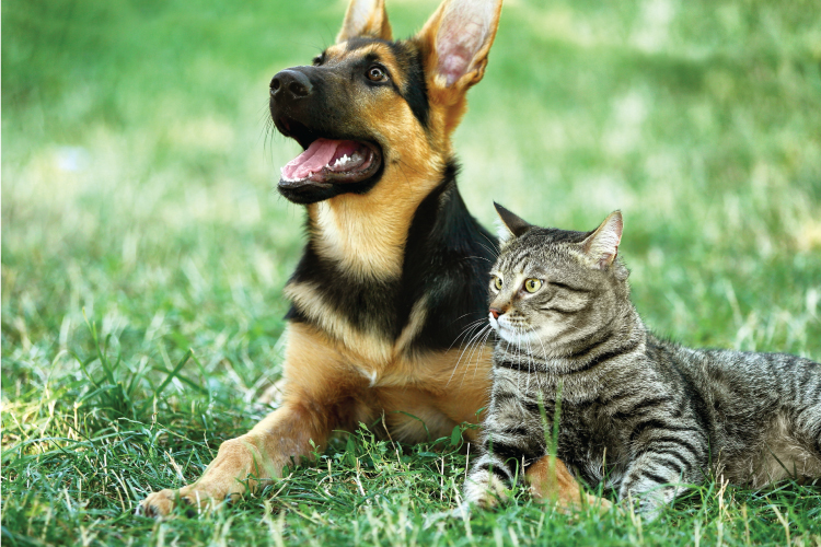 dog-cat-2
